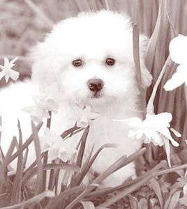 Bichon